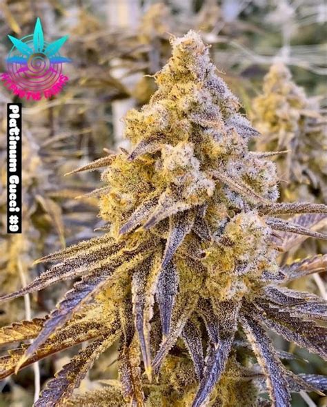 gucci gas weed strain|platinum Gucci strain.